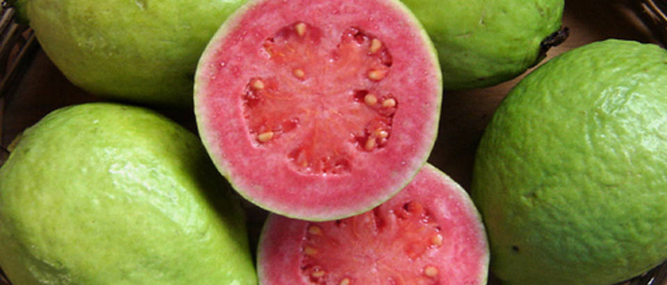 guava levelek a fogyás mellékhatásaiért